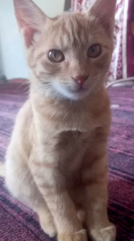 Кот бесплатно одам 2