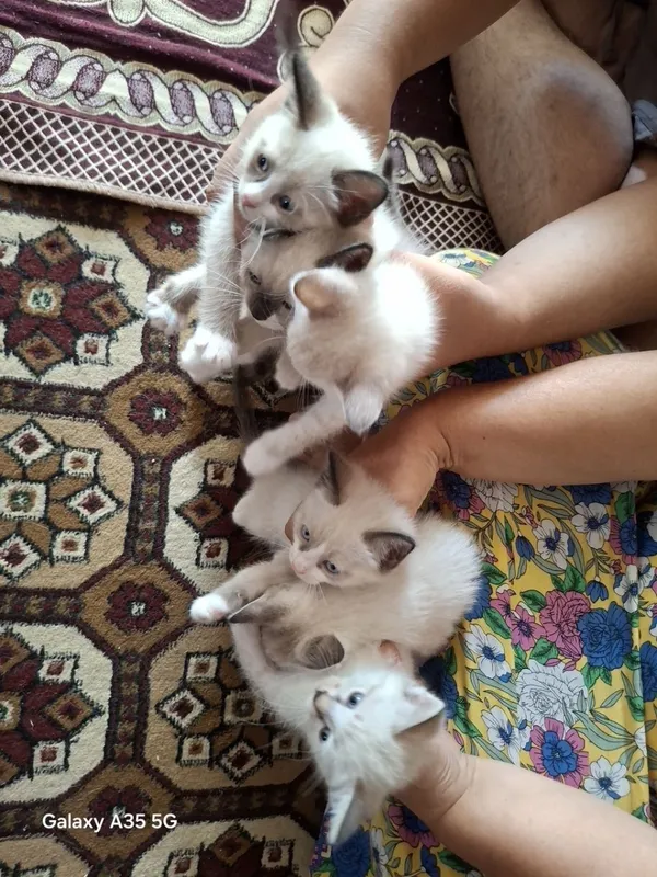 Продаются сиамские котята 7