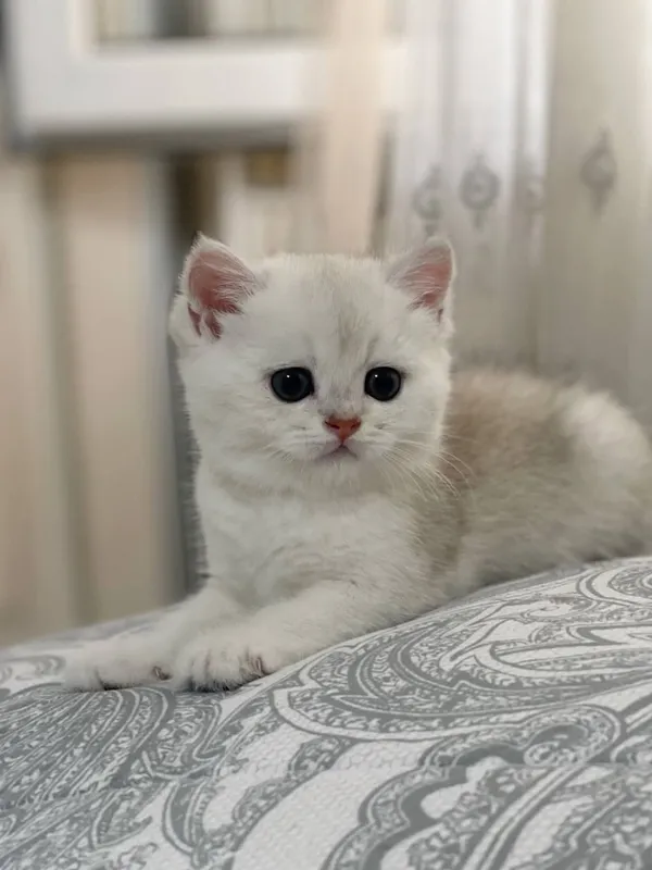 мушук Серебристая шиншилла
