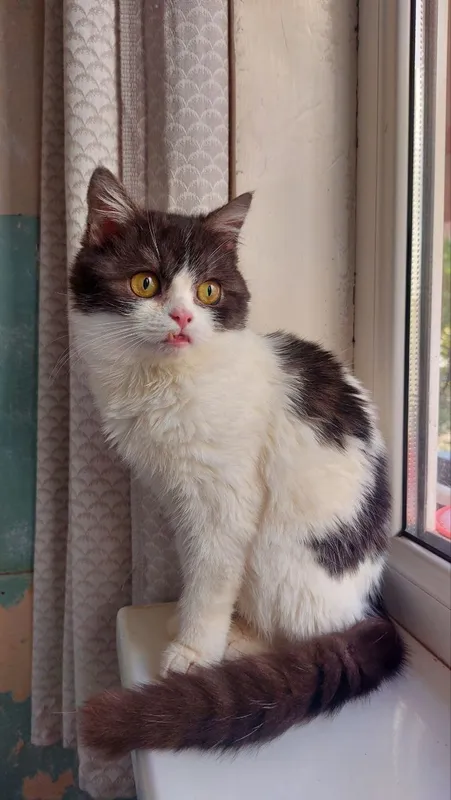 Котик скоттиш страйт в добрые руки 2 Котик скоттиш страйт в добрые руки 2