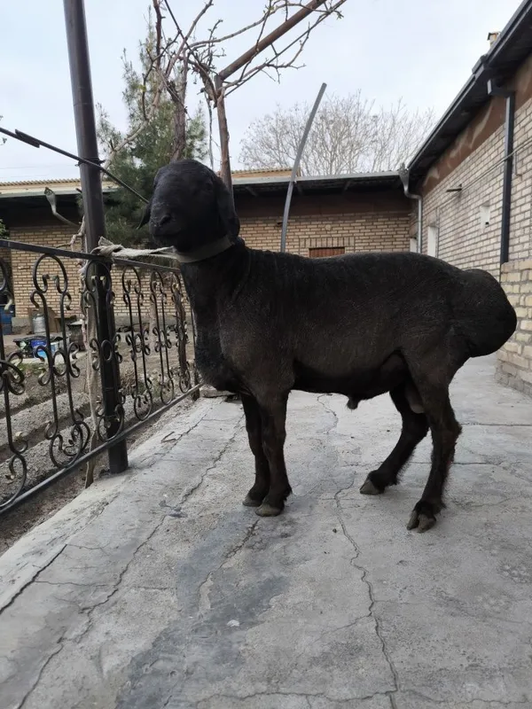 Кизил каштан кучкор — фото 1