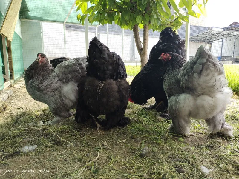 Брама яйца, цыплята — фото 6