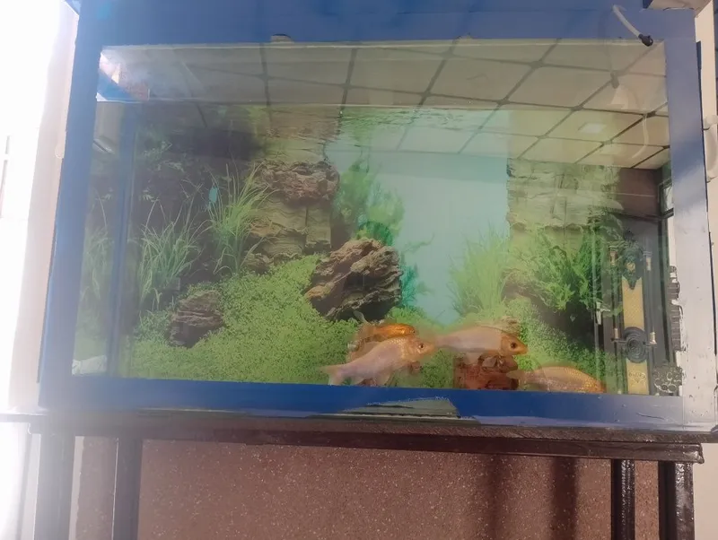 akvarium baliq s 1