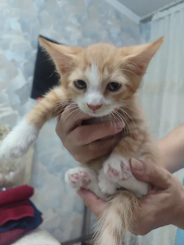 Отдам даром котят 2 месяцев 1 Отдам даром котят 2 месяцев 1