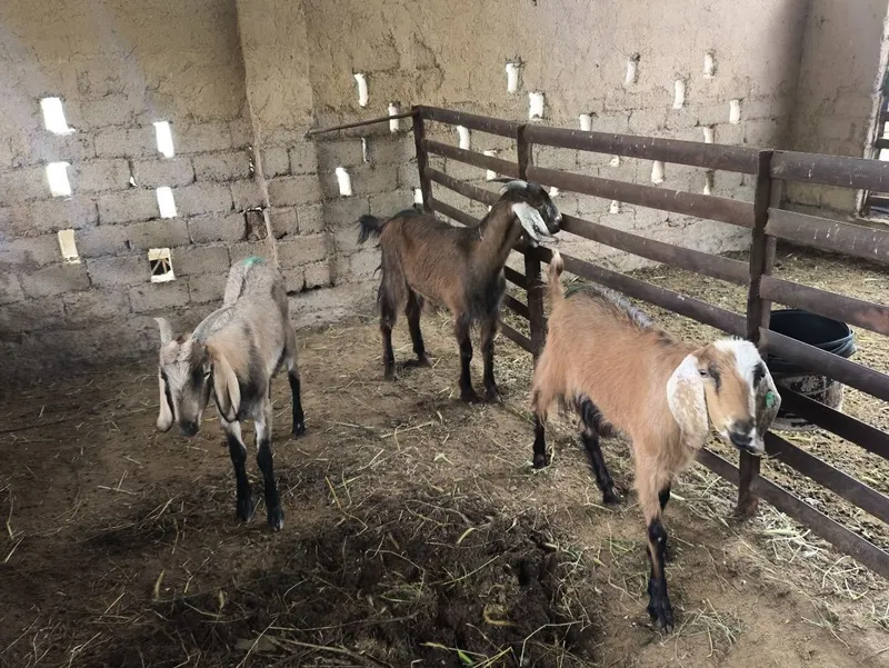 Сарка, эчки, така сотилади. Продаются козлы — фото 1