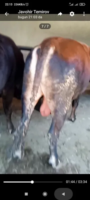 Buqalar sotiladi boqilgan yemlangan