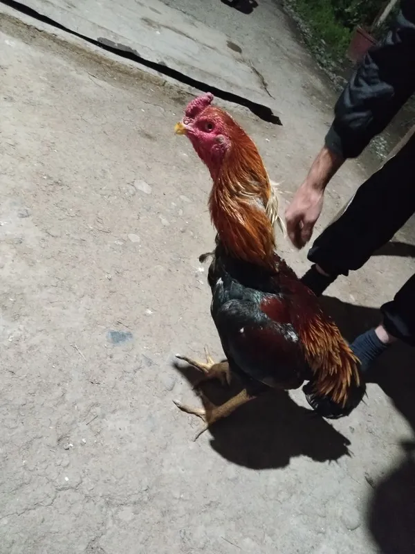Dakan xoʻroz tuxumlari bor kariya zoti tuxumlari 25000 dan