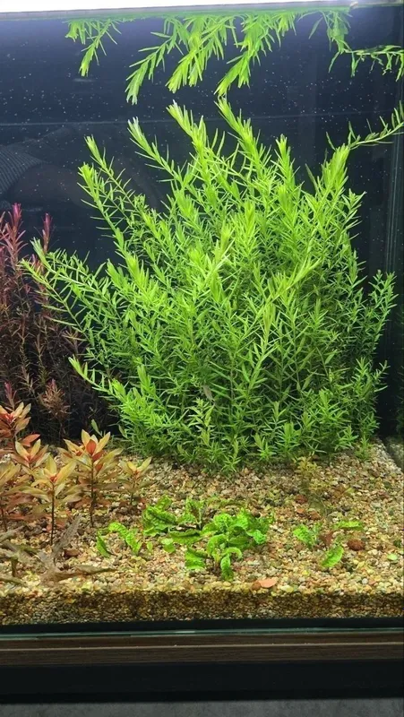 Rotala green akvarium rasteniya — фото 1