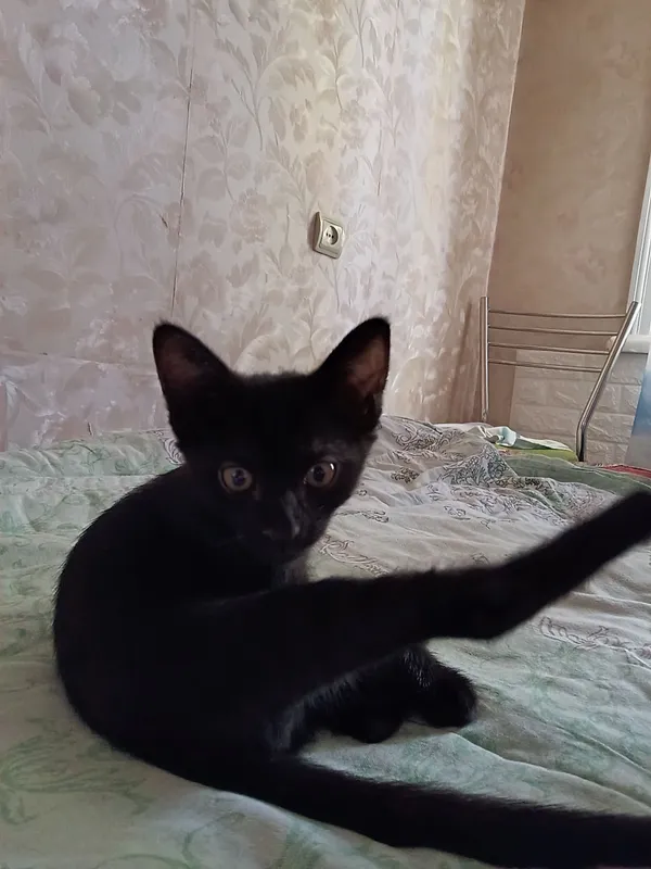чёрный котенок мальчик 4 месяца 4 чёрный котенок мальчик 4 месяца 4