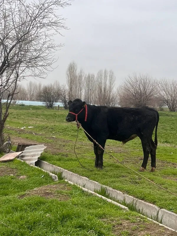 Zoti Angus 8.9 oyli atrofida sog'lom yeb ichishi yaxshii — фото 2
