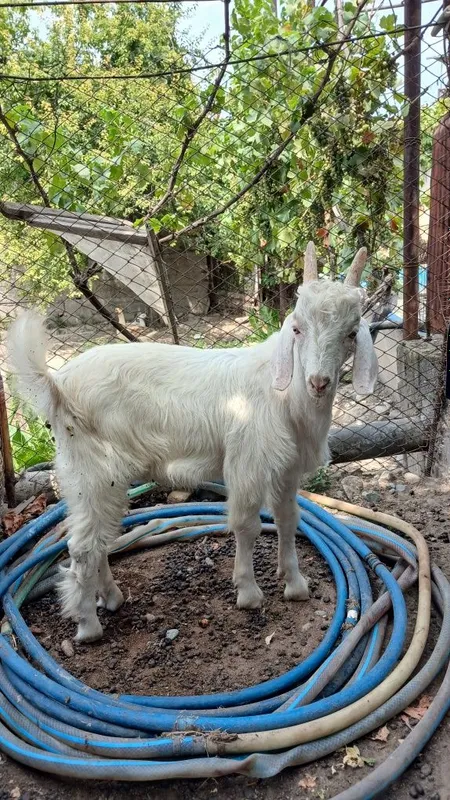Продаются козлята 1