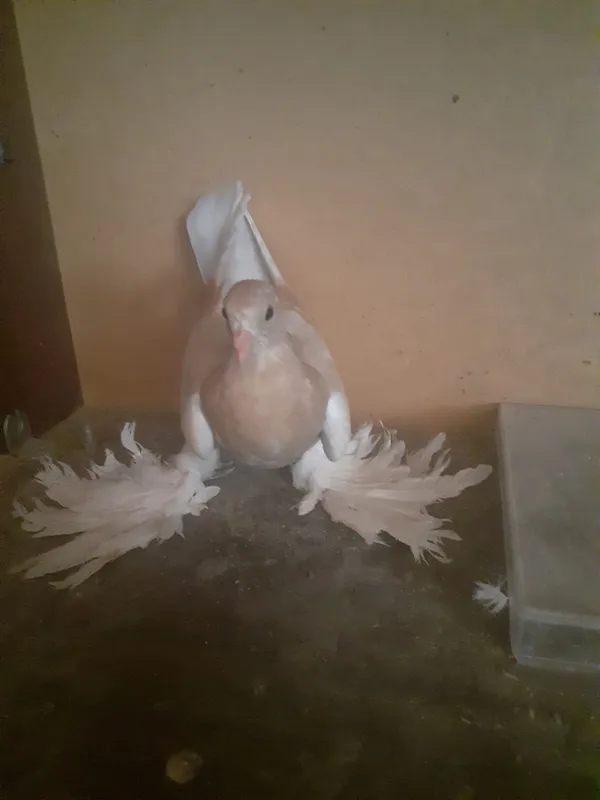kabutar 1 kabutar 1