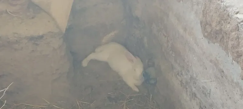 Quyonlar sotiladi kafolati bilan 5