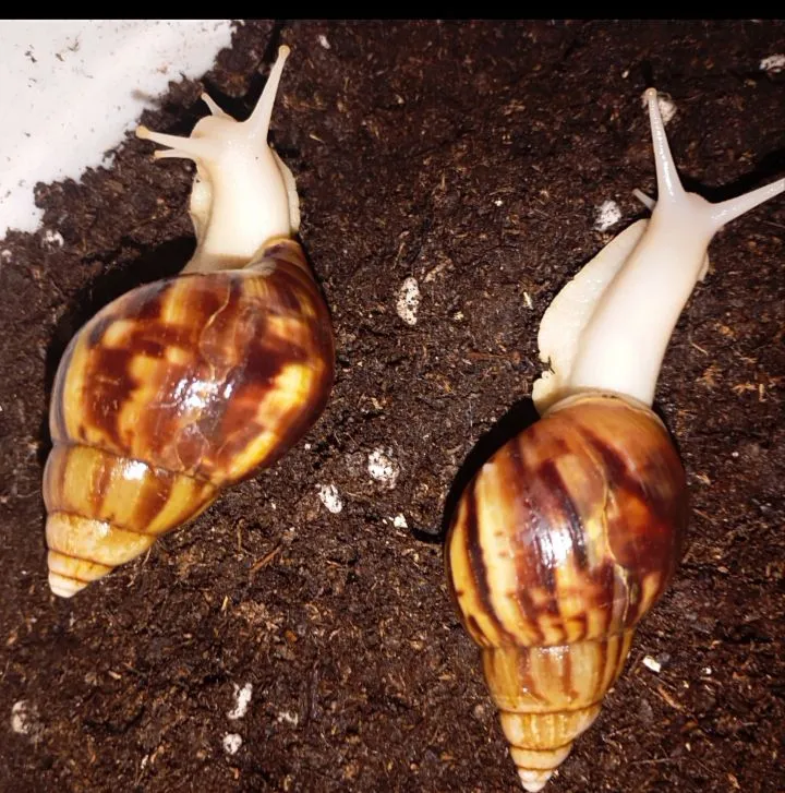 Antiqa shiliqurtlar sotiladi yuz  parvariwi — фото 1