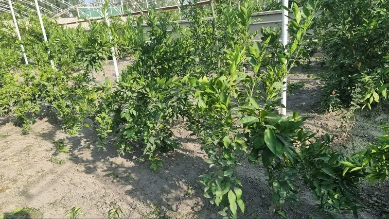 Mandarin koʻchatlari sotiladi