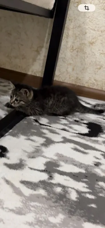 Отдам котёнка бесплатно 3
