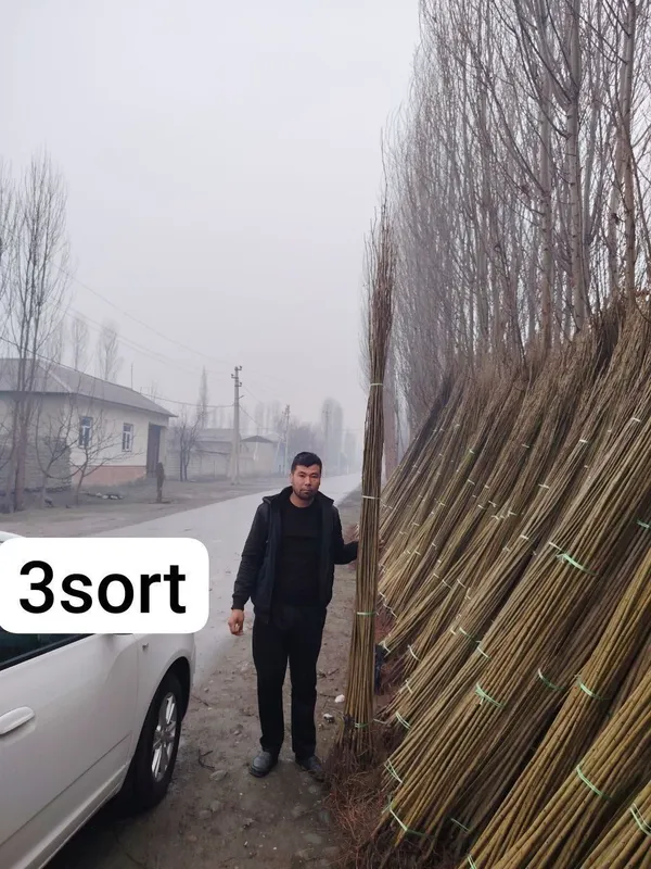 Терек кочатлар оптим — фото 2