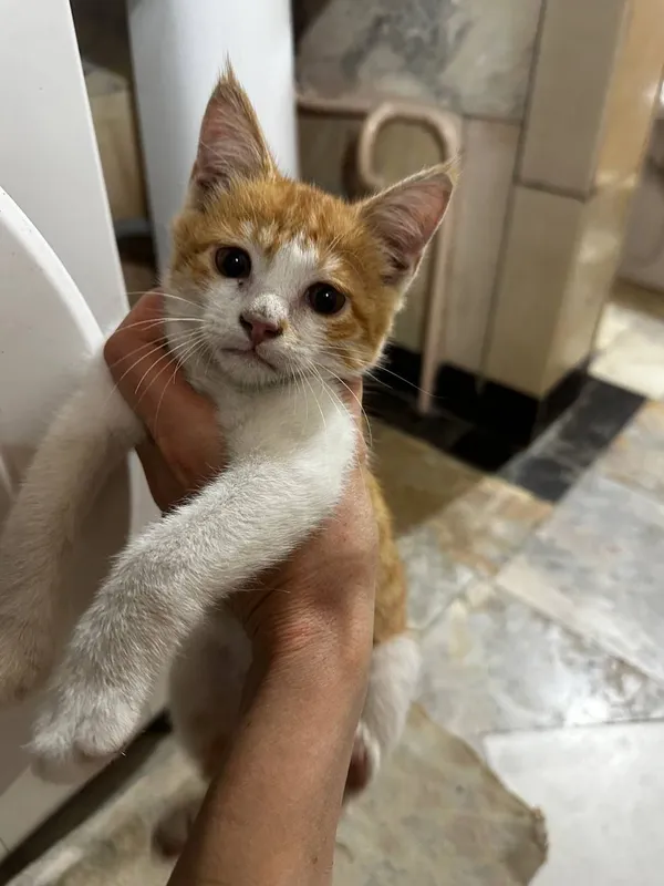 котята даром в добрые руки 1 котята даром в добрые руки 1