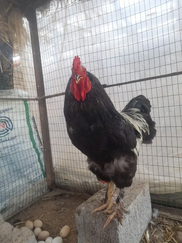 Bramma Xuroz 2 Bramma Xuroz 2