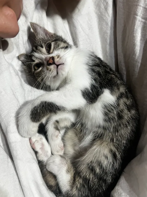 Котята бесплатно — фото 3