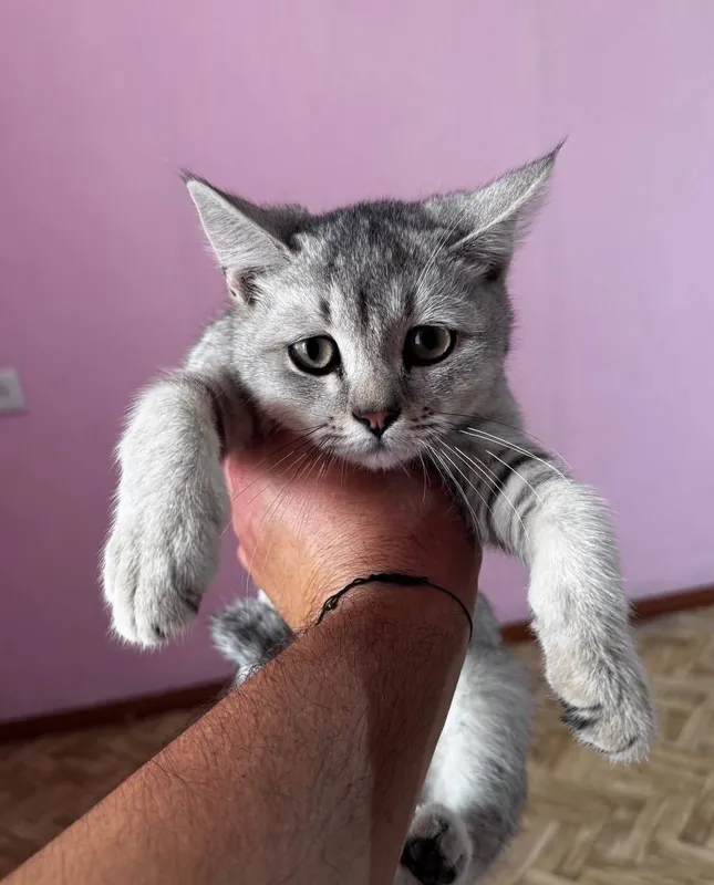 Britanskiy shinshila mushukchalari, 3 oylik — 100$ 2