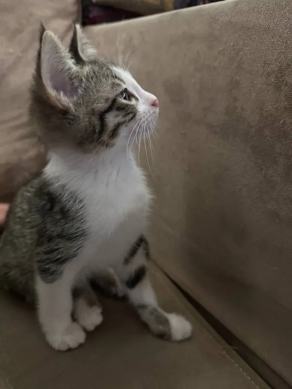 Котята бесплатно — фото 1