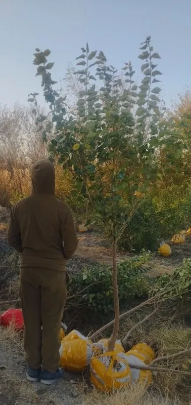 Гужум, сада, карагач, ясень 5 Гужум, сада, карагач, ясень 5
