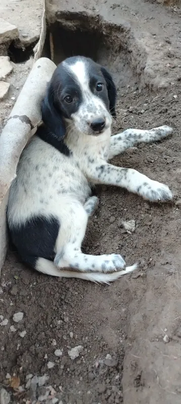 Spaniel kuchukchasi sotiladi, urg‘ochi 6