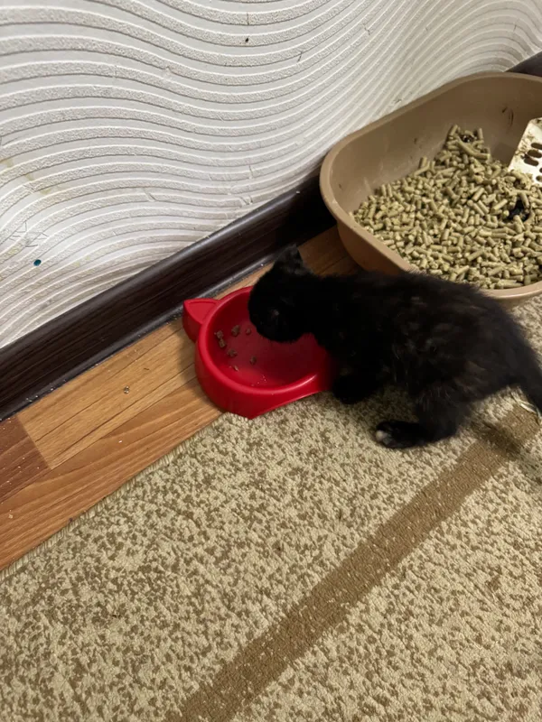 Котёнок 3 Котёнок 3