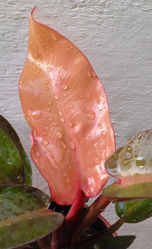 Филодендроны Philodendron ‘Prince of Orange’. Цветы для дома и офиса 6 Филодендроны Philodendron ‘Prince of Orange’. Цветы для дома и офиса 6