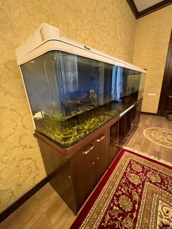 Akvaryum Kitay(zavad)