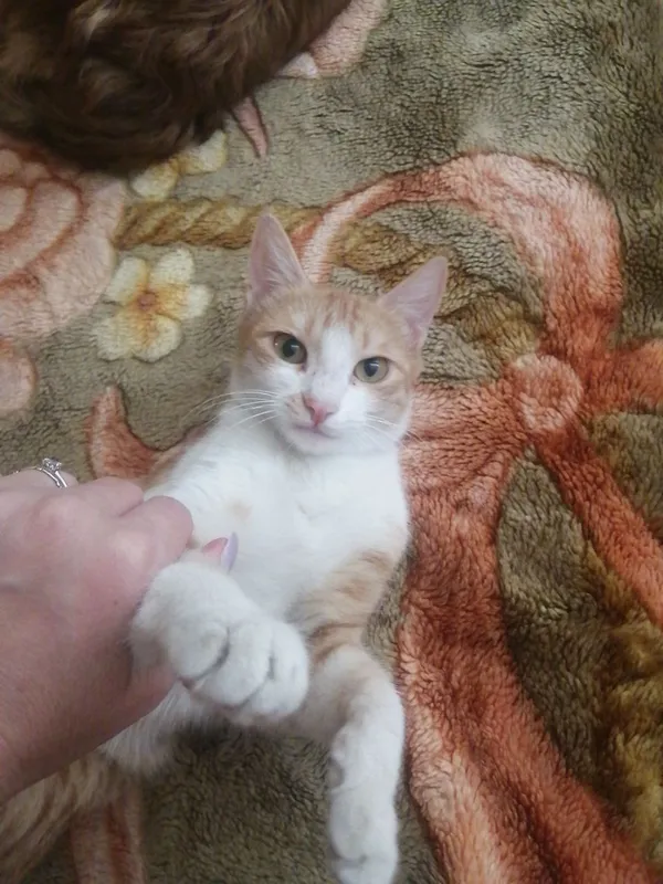Котята в добрые руки — фото 2