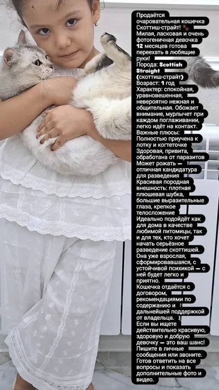 Продаётся кошка 1 Продаётся кошка 1