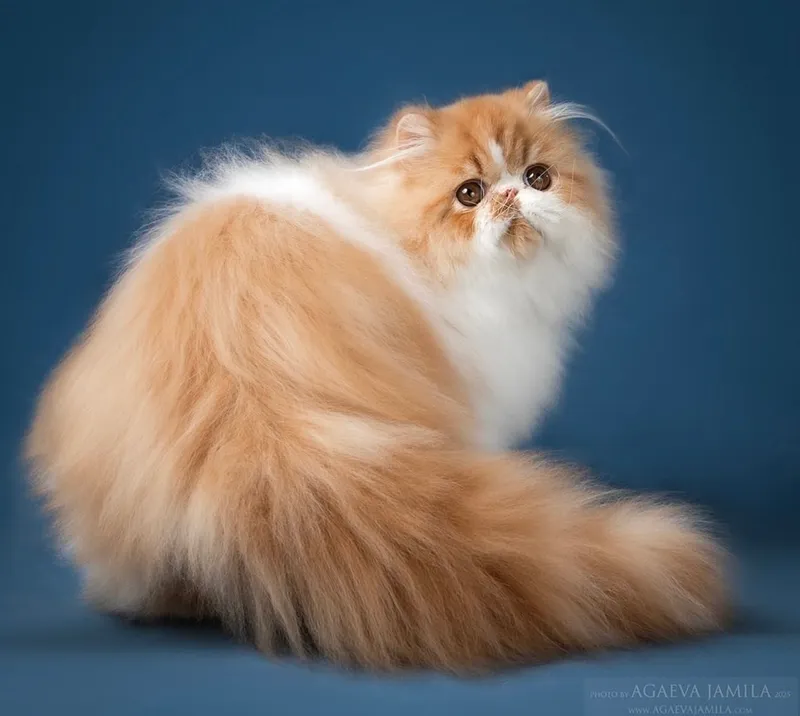 Персидский кот приглашает на вязку 2