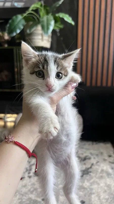 Отдам котенка в добрые руки — фото 2