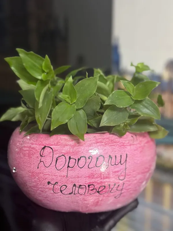 Комнатные растения