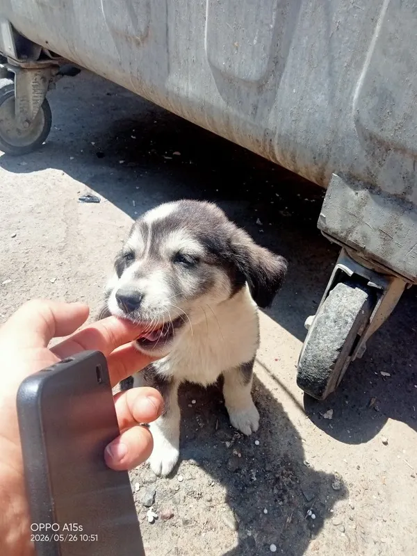 Одам бесплатно шенка — фото 1