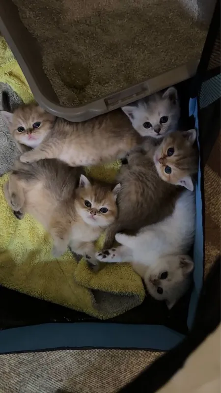 Милые британские котята — фото 3