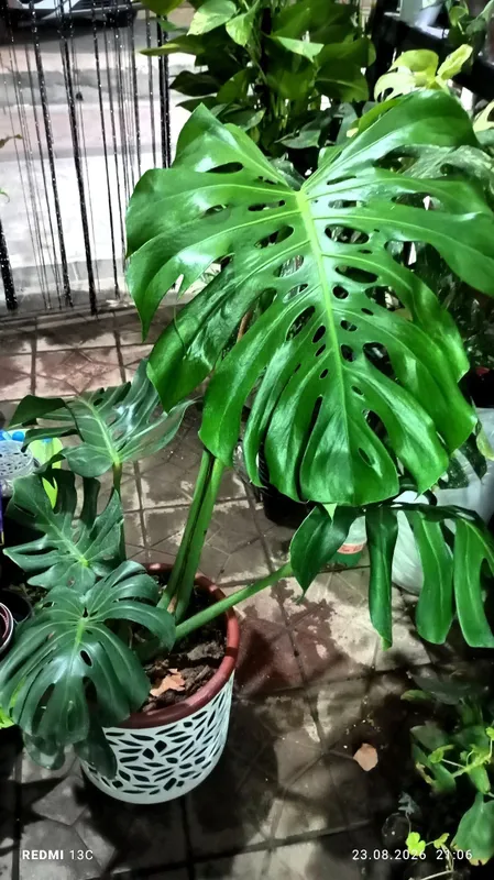 Delikates monstera Delikates monstera