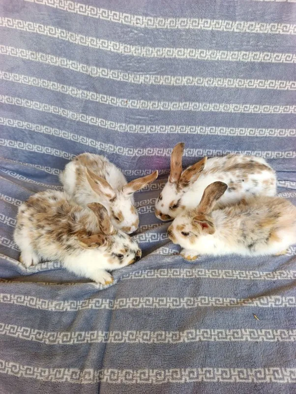 Trikalor quyonchala 50 kunli nasb — фото 6