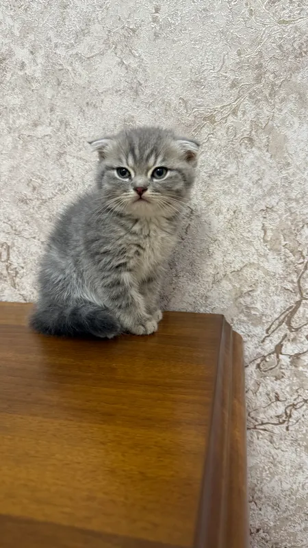 Котенок Scottish fold — фото 1