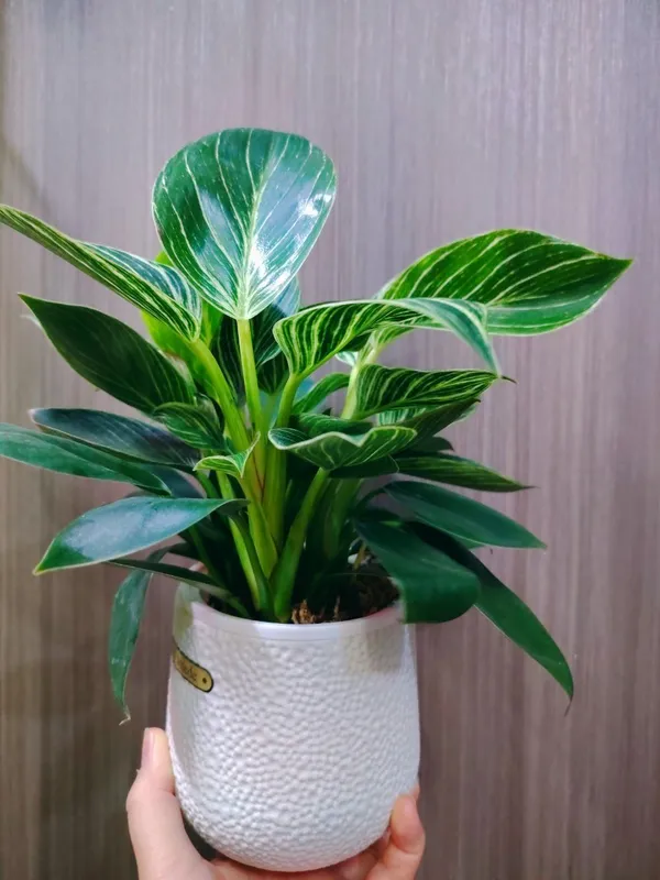Philodendron Биркин 6 Philodendron Биркин 6