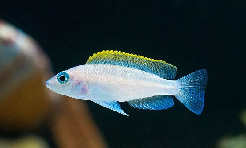 Neomprologus Caudopunctatus