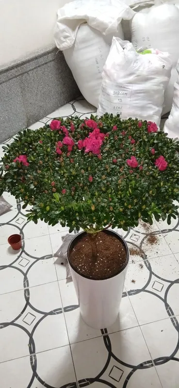 Азалия Azalia Azalea большой куст для подарки отличные выбор — фото 1