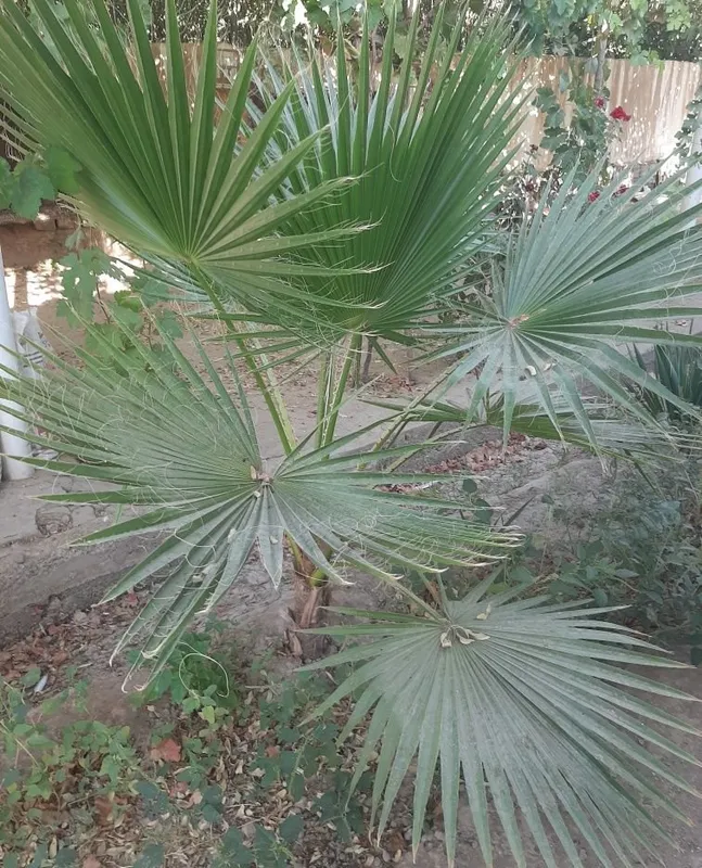 Палма гули сотилади 4 Палма гули сотилади 4