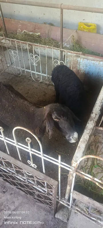 Она бача куй сотилади — фото 2