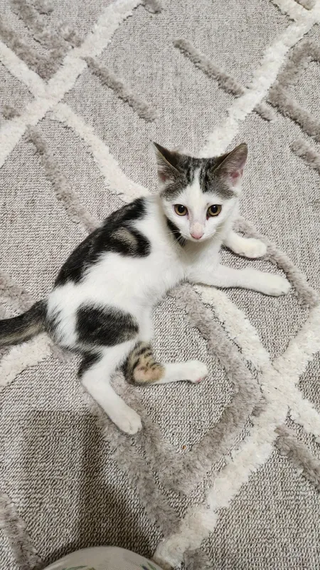 Котенок(девочка) 2 Котенок(девочка) 2