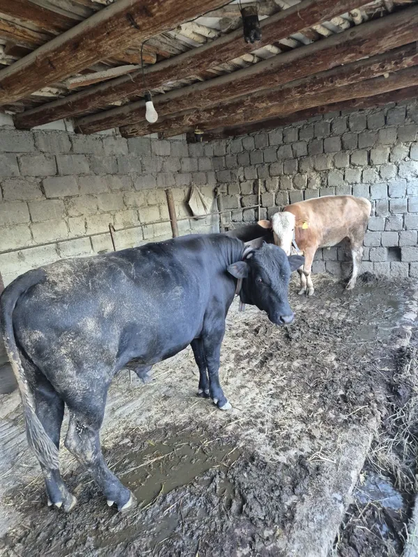 3 ta buqa sotiladi yeb ichishi zoʻr sogʻlom 6