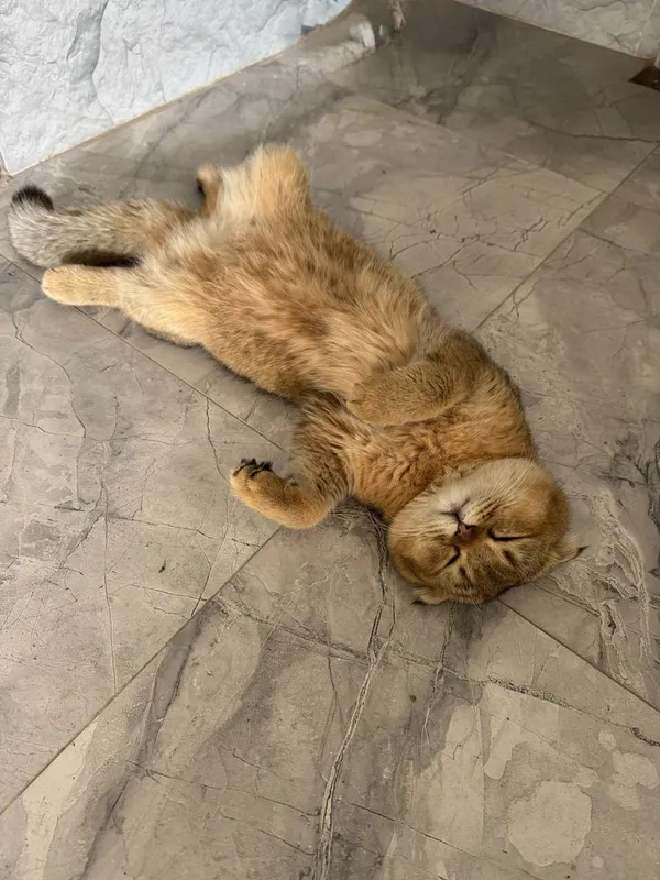 Продаётся котик золотая шиншилла + Scottish Fold 4