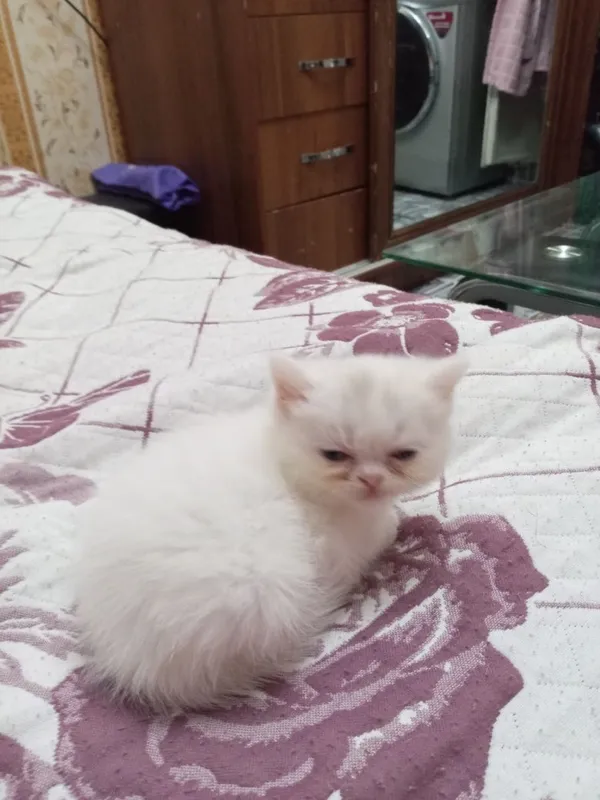 Продаются котята 6 Продаются котята 6
